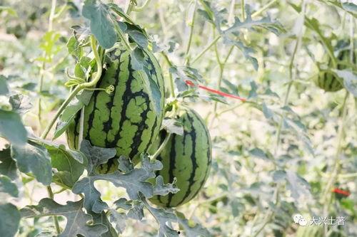 网红忘川吃瓜,揭秘娱乐圈背后的秘密与真相 第2张 网红忘川吃瓜,揭秘娱乐圈背后的秘密与真相 第2张